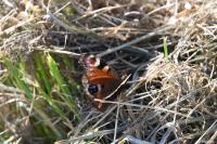 Aglais io