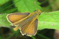 Thymelicus sylvestris