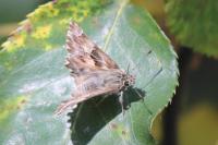 Carcharodus alceae alceae