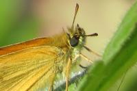 Thymelicus