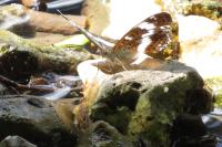 Limenitis camilla
