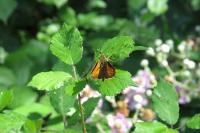 Ochlodes sylvanus