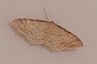 Idaea fuscovenosa