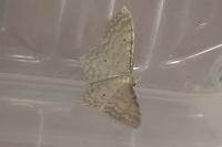 Idaea fuscovenosa