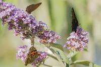 Aglais io