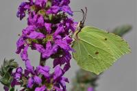 Gonepteryx rhamni