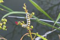 Cucullia scrophulariae