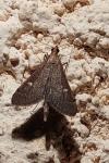Dolicharthria punctalis
