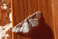 Idaea rusticata