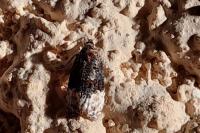 Apotomis betuletana