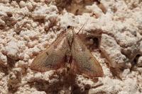 Endotricha flammealis