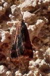 Synaphe punctalis