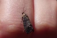 Cydia pomonella