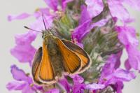Thymelicus lineola