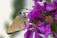 Thymelicus lineola