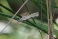 Agriphila inquinatella