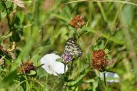 Melanargia galathea