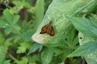 Ochlodes sylvanus