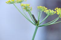 Papilio machaon