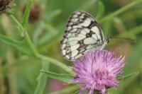 Melanargia galathea