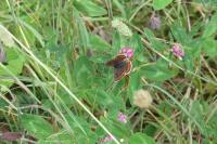 Aricia agestis