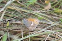 Coenonympha pamphilus