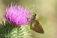 Ochlodes sylvanus