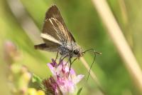 Thymelicus acteon