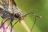 Thymelicus acteon