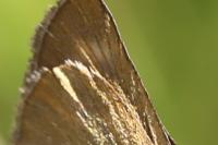 Thymelicus acteon