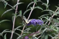 Iphiclides podalirius