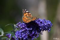 Vanessa cardui