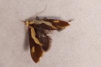 Harpella forficella