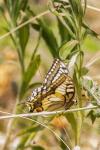 Papilio machaon