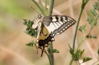 Papilio machaon