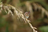 Aricia agestis