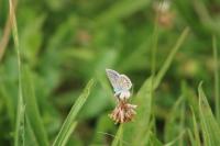 Polyommatus icarus