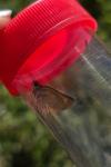 Thymelicus acteon