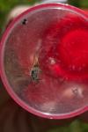 Thymelicus acteon