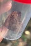 Lymantria dispar