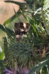 Tyta luctuosa