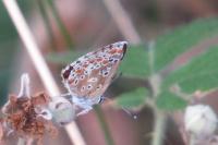 Aricia agestis