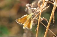 Ochlodes sylvanus