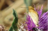 Thymelicus sylvestris