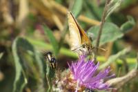 Thymelicus sylvestris