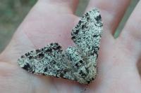 Biston betularia