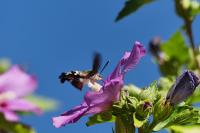Macroglossum stellatarum