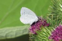 Celastrina argiolus