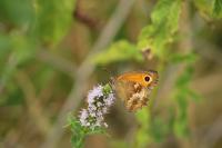 Pyronia tithonus