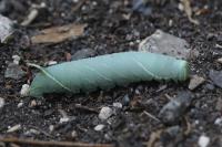 Laothoe populi